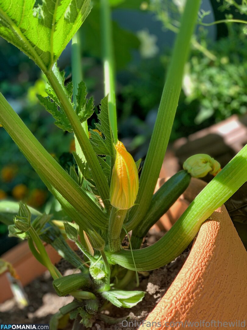 wolfofthewild / wolfofthewildd Nudo OnlyFans  Foto trapelata #14